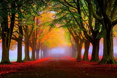 HD Backgrounds Forest Trees Fog Fall Leaves Wallpapers