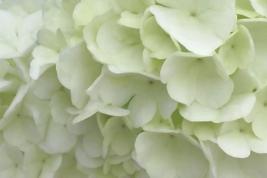 Hydrangea background.jpg – Blooming City
