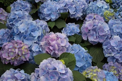Hydrangea Backgrounds