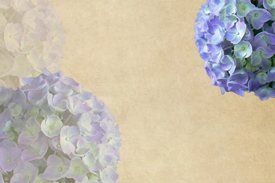 Hydrangea Backgrounds