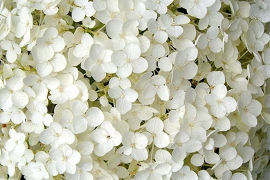 Picture Of The Week: Annabel Hydrangea