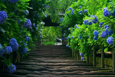 1 hydrangea background.jpg