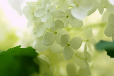 White Hydrangea   Wallpaper.