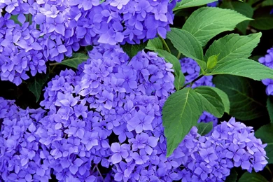 Hydrangea Desktop Wallpapers & Beautiful Flowers Pictures