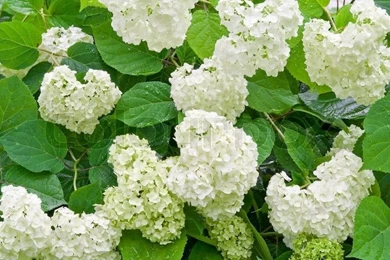 Hydrangea (Hortensia). Floral Background.
