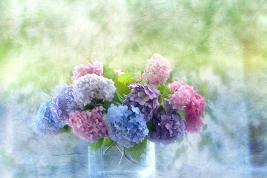 Beautiful Hydrangea   (