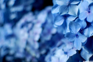 Blue Hydrangea Flowers HD Desktop Wallpapers : High Definition ...