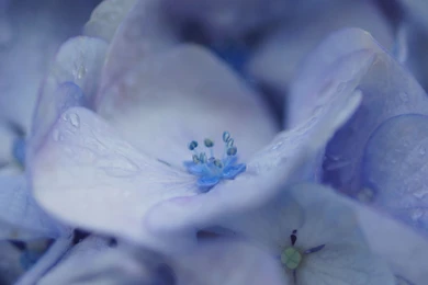 Download Wallpapers 2560x1600 Flowers, Macro, Hydrangea, Lilac ...
