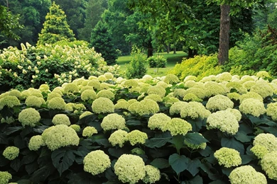 Flower Garden Images And Wallpapers Download