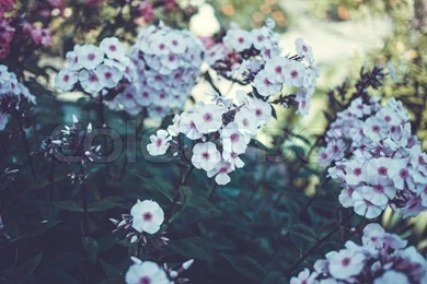 Hydrangea, Closeup, Natural, Flowers, Indigo, Delicate Flower ...