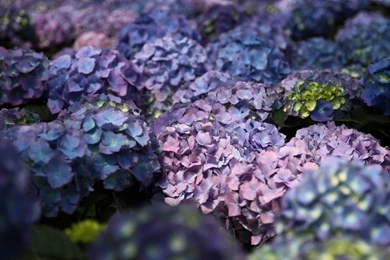 File:Purple hydrangea blue   West Virginia   ForestWander.jpg ...