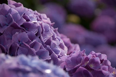 Hydrangea Wallpapers HD Download
