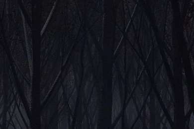 Download Wallpapers 750x1334 Forest, Trees, Background, Dark iPhone ...