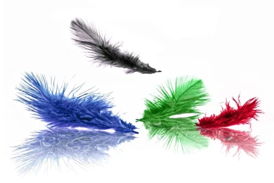 Feathers on Glass.jpg