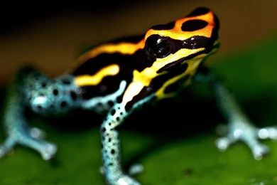 Frog HD Wallpapers And Backgrounds