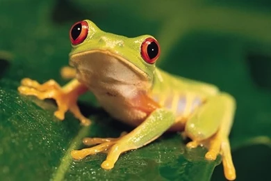 Exquisite Nail Art Designs For Inspiration: Red Eye Tree Frog ...