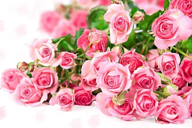 Pink Rose Flower Wallpapers