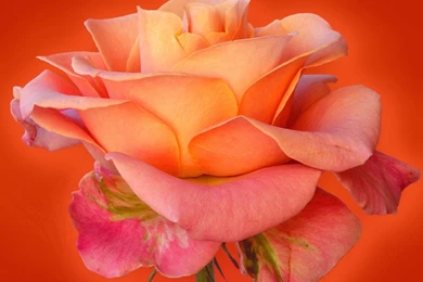 Rose Flower Images Free Download Hd Download