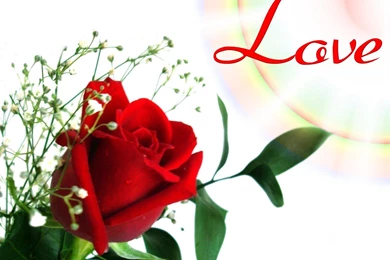 Latest Red Rose Flowers Wallpapers   Entertainment Only