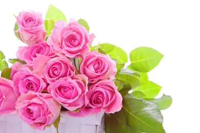 Rose Flower Image Download Download