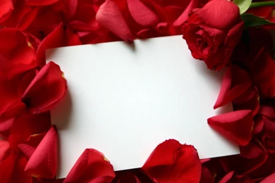 Rose Red Flower (id: 163239) – BUZZERG