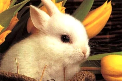 The Cute Wallpapers For Desktop Background: 3D By Free Download ...