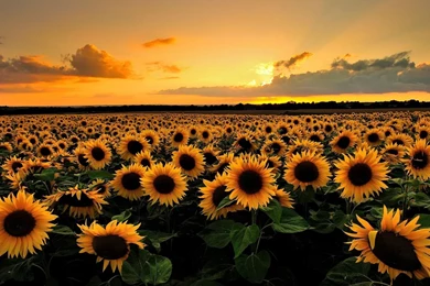 Sunflower Desktop Wallpaper, Sunflower Images, New Wallpapers