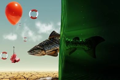 Fish Dreaming Wallpapers HD 1080p