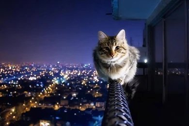 HD Wallpapers Animals Funny Cat Lover – HD WALLPAPER WIDE