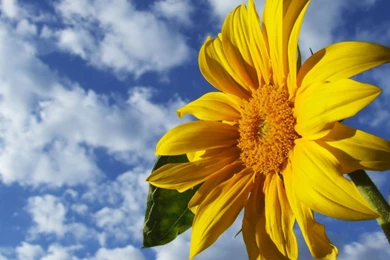 1920x1080 Sunflower Desktop PC And Mac Wallpapers