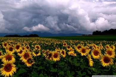Sunflowers Field HD Desktop Wallpapers : Fullscreen : Mobile : Dual ...