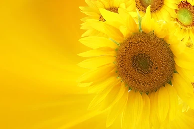 Sunflower Wallpapers Desktop