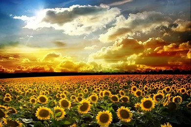 Helianthus Sunflowers Wallpapers Desktop Backgrounds