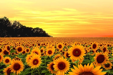 Sunflower Field Wallpapers Full HD