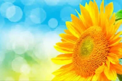 How To Draw Sunflower Desktop Backgrounds Cartoon   YouTube