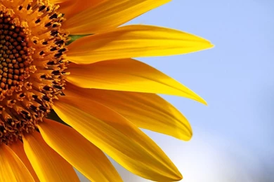 HD Sunflowers Wallpapers ~ Top Best HD Wallpapers For Desktop