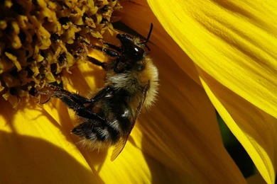 Sunflower Desktop Wallpapers 1600x1200