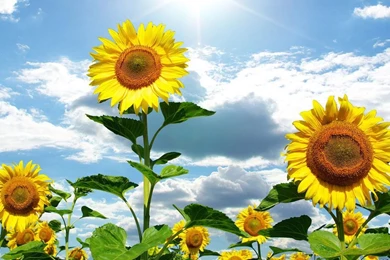 Sunflower Wallpapers Hd Best Picture For Desktop Backgrounds   Poze ...