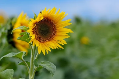 Field Wallpapers, Desktop Wallpapers » GoodWP.com