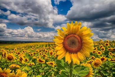 Bee On The Sunflower Desktop Wallpapers 28755