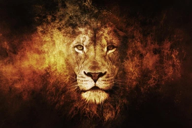Wallpapers Abstract Lion   1280 X 1024   Animals Pets Puppies ...