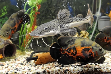 Desktop Wallpapers · Gallery · Animals · Tiger Oscars And Long ...