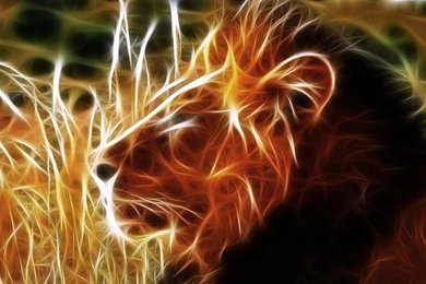 Lion Abstract HD Wallpapers For Mac
