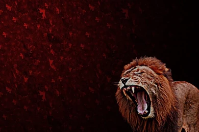 Abstract Lions Roar Fresh New Hd Wallpapers [Your Popular HD ...