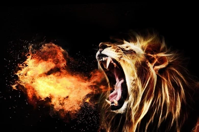 Lion Wallpapers High Quality Resolution