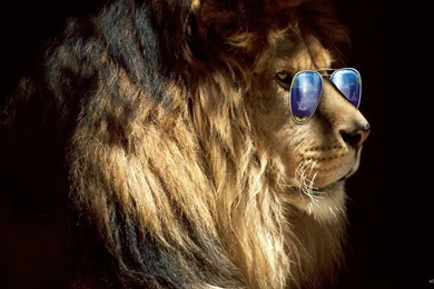 Download Lion In Sunglasses HD Wallpaper—Free Wallpapers