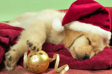 1366x768 Puppy Christmas Gift Wallpapers