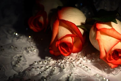High Definition Wallpapers Roses Full High Definition Wallpapers ...