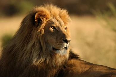 African Lion HD Wallpapers