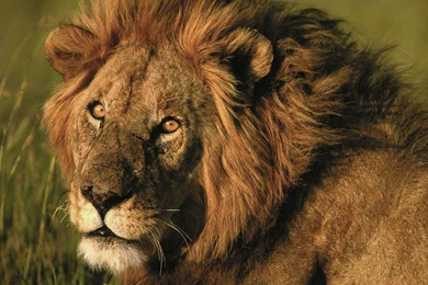 30+ Amazing HD Lion Wallpapers
